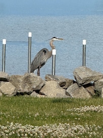 An unexpected visitor