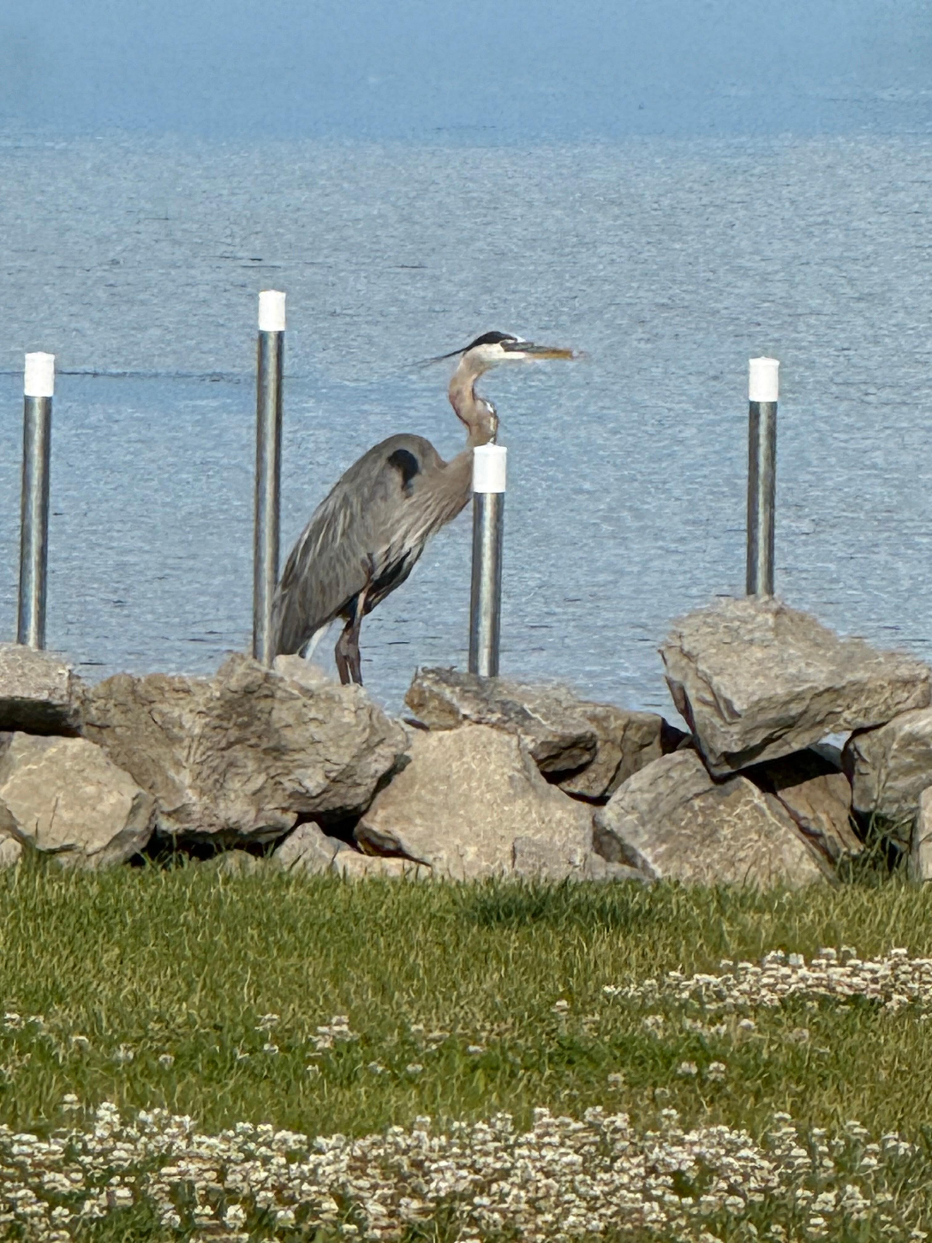 An unexpected visitor