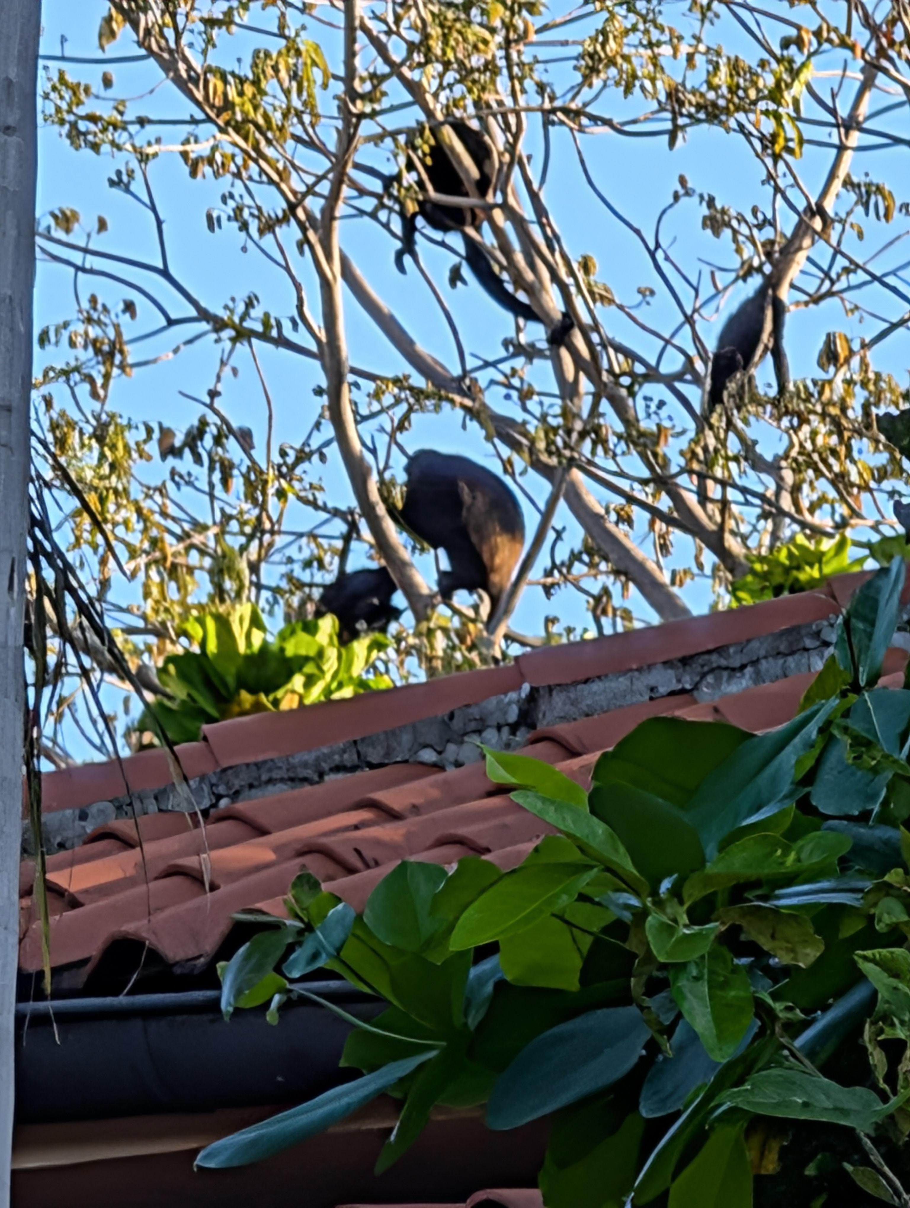 A family of monkeys we saw every day at the house