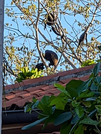 A family of monkeys we saw every day at the house