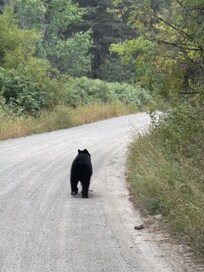 Bear on road to cabin