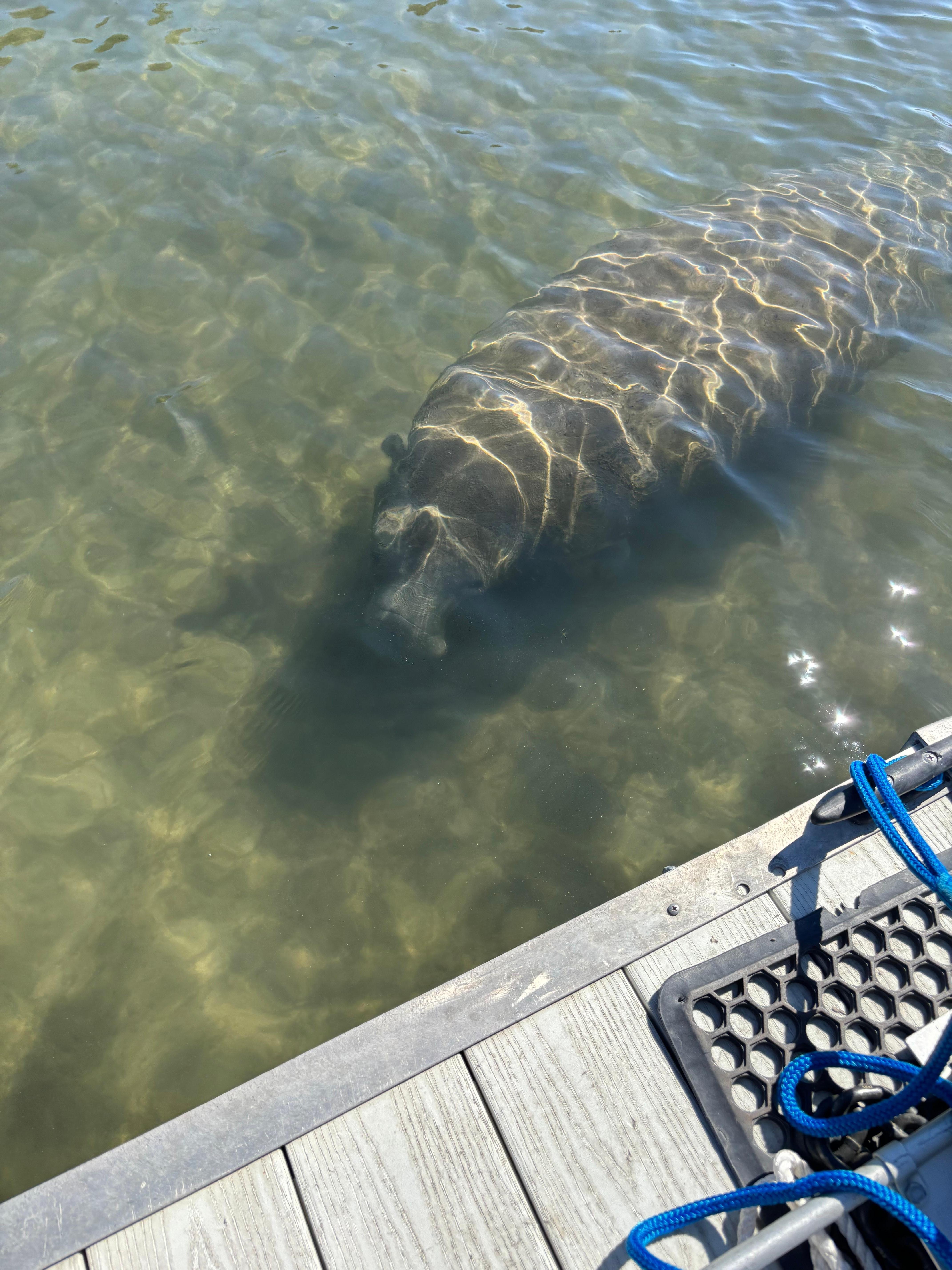 Took a manatee boat tour and it did not disappoint! 