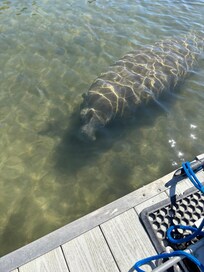 Took a manatee boat tour and it did not disappoint!