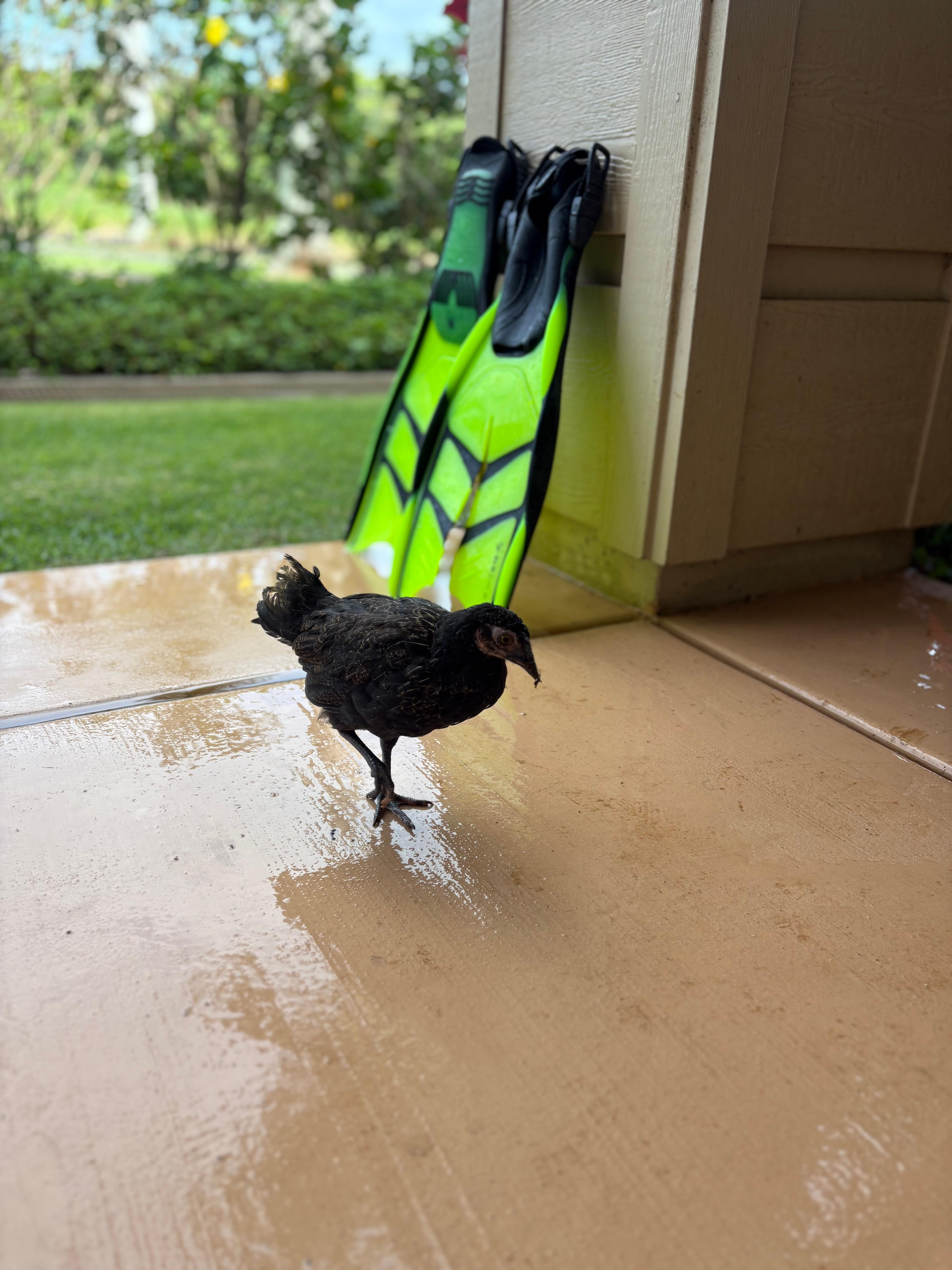 These little ones kept trying to get inside!