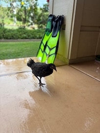 These little ones kept trying to get inside!