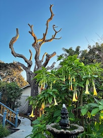 Perfect for bird watching.