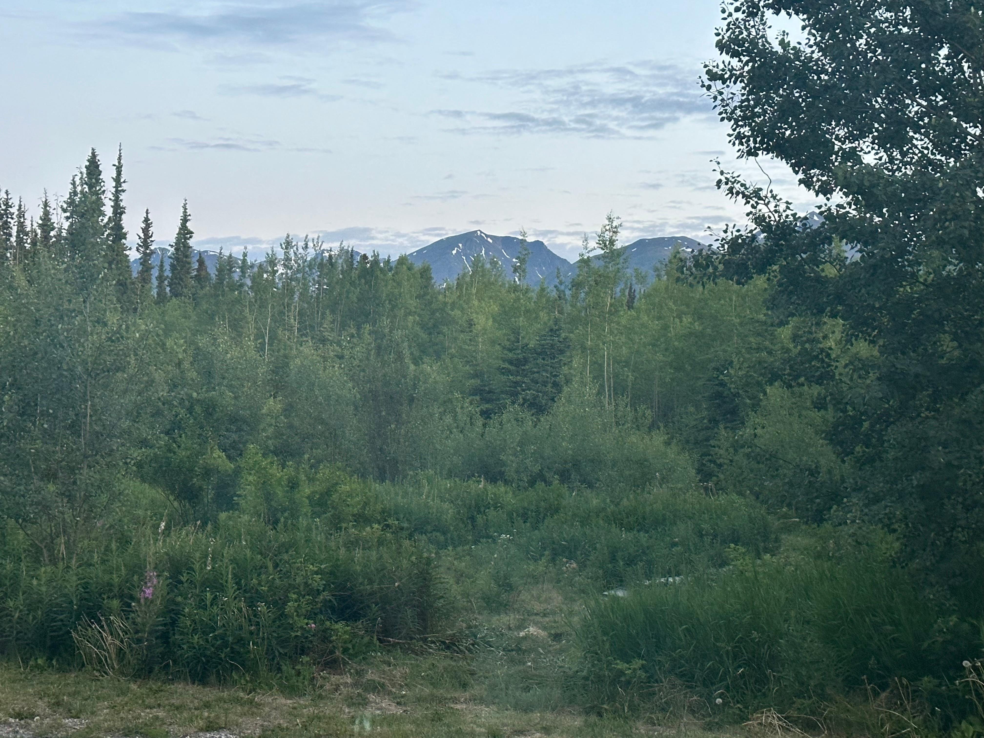  View of carcross mtna