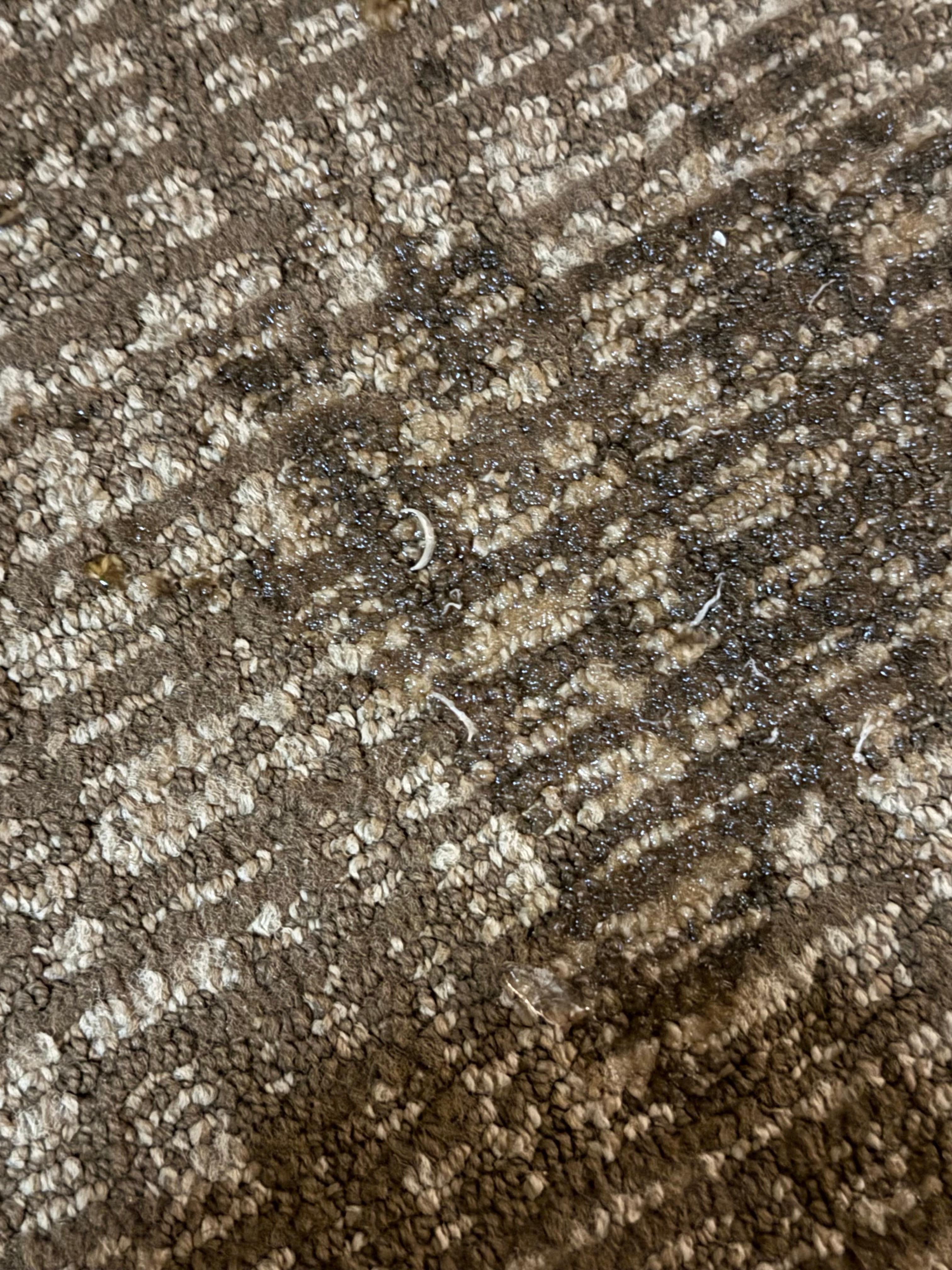 Toenails on the floor everywhere 