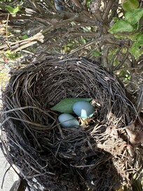 A little nest on the property