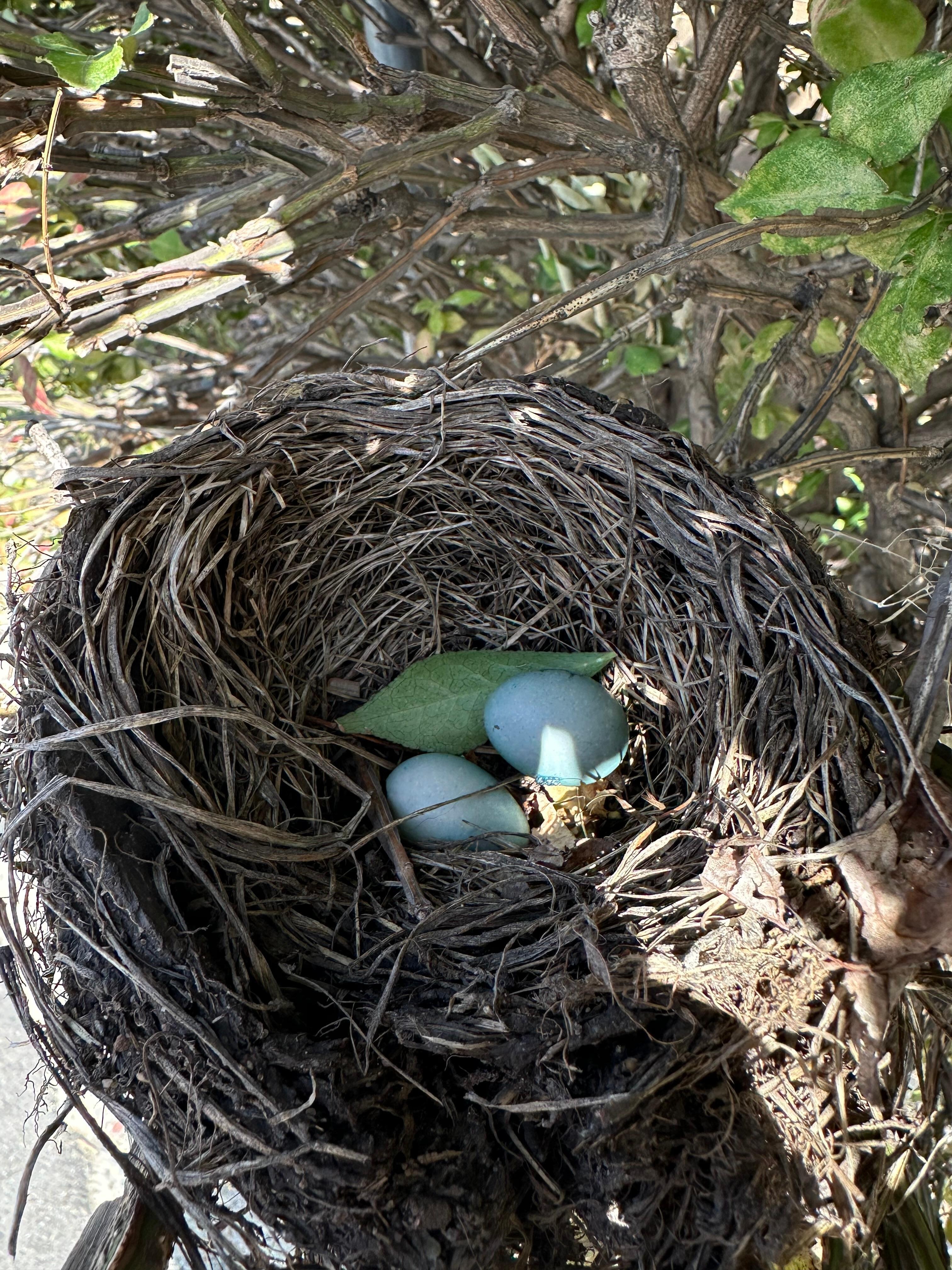 A little nest on the property 