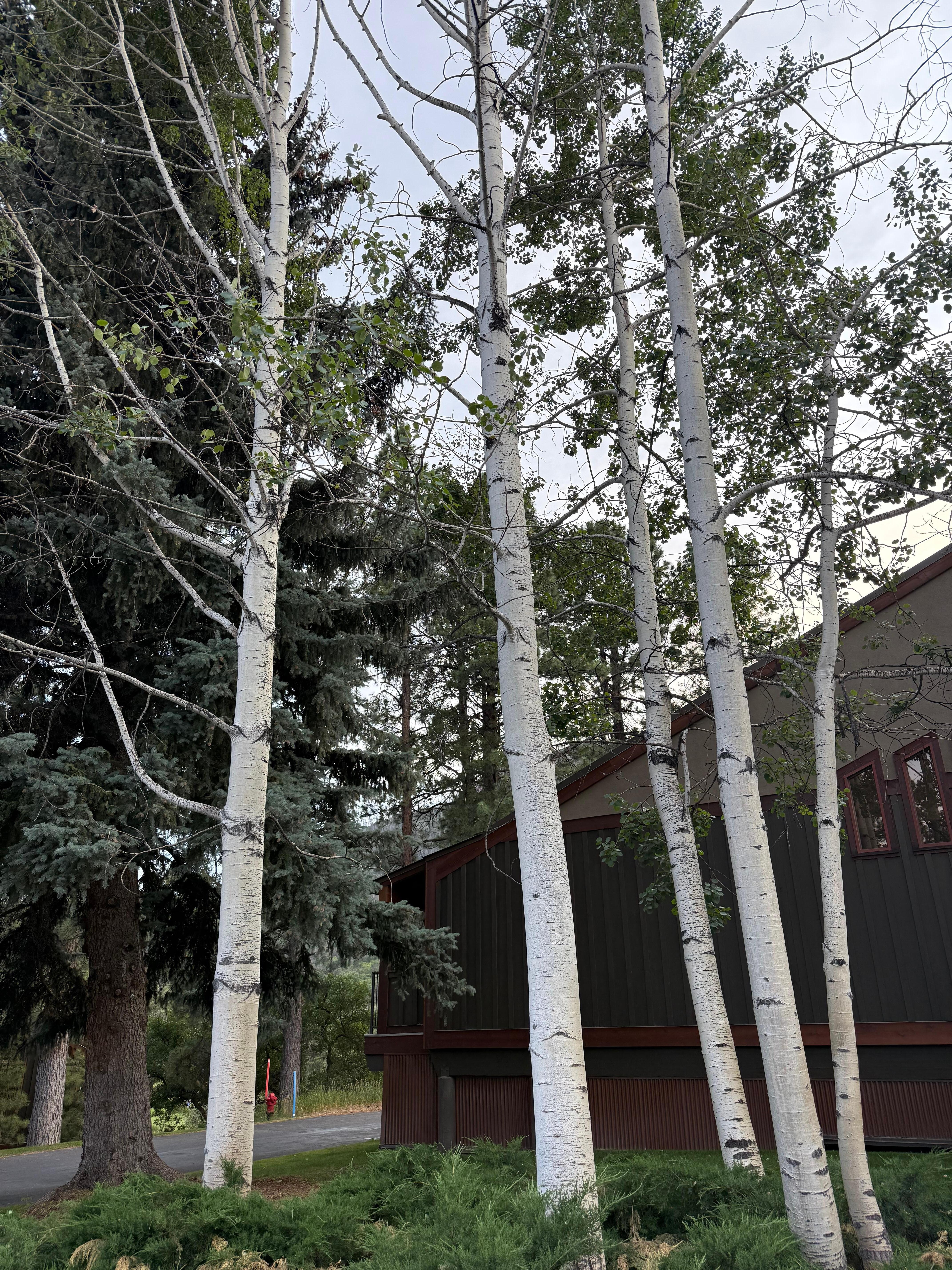Trees by the condo