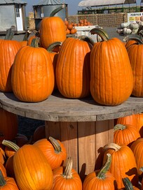More pumpkins!