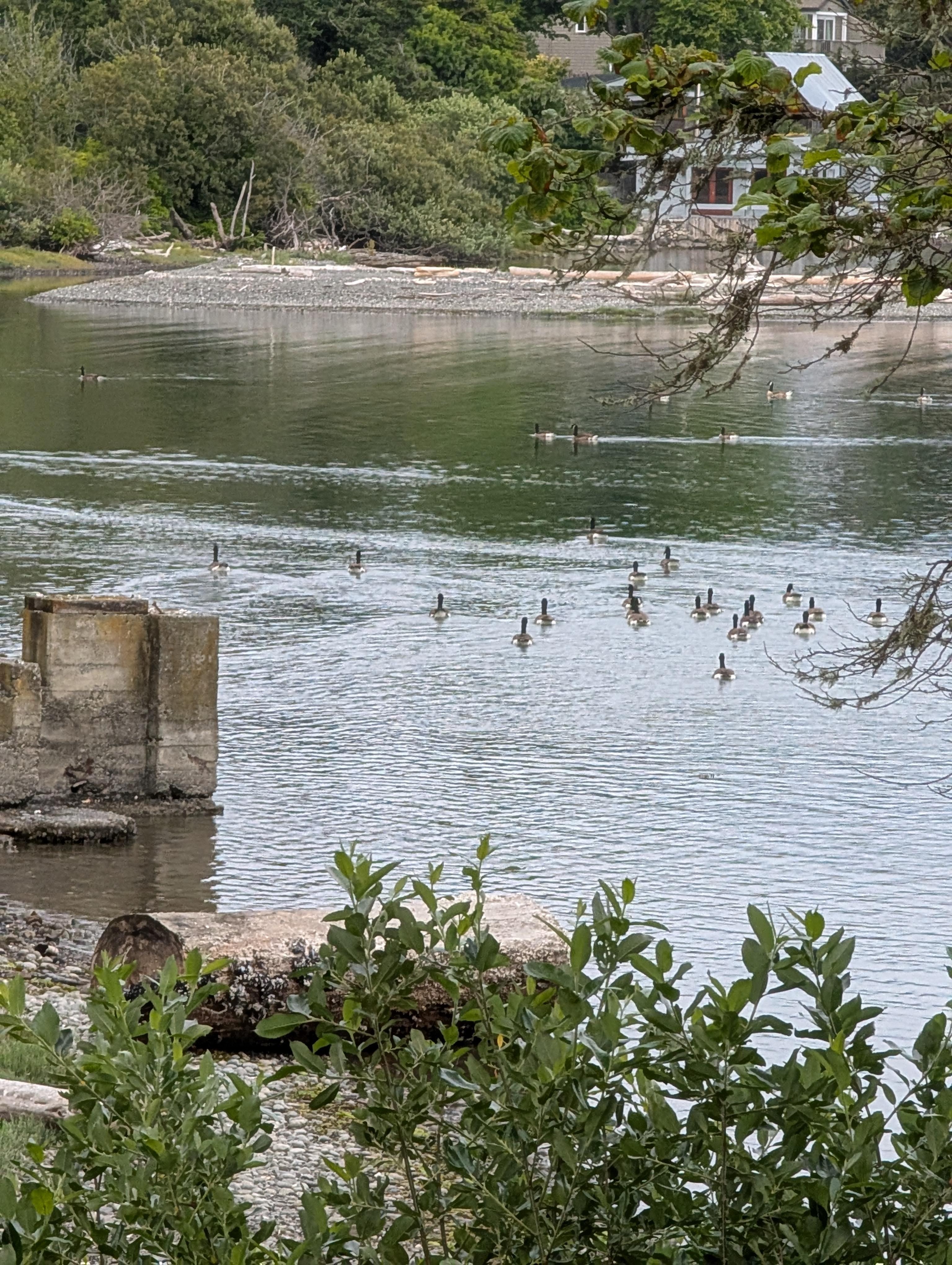 Some geese out the window 