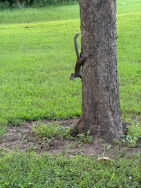 Caught a quick picture of the squirrels playing one morning.