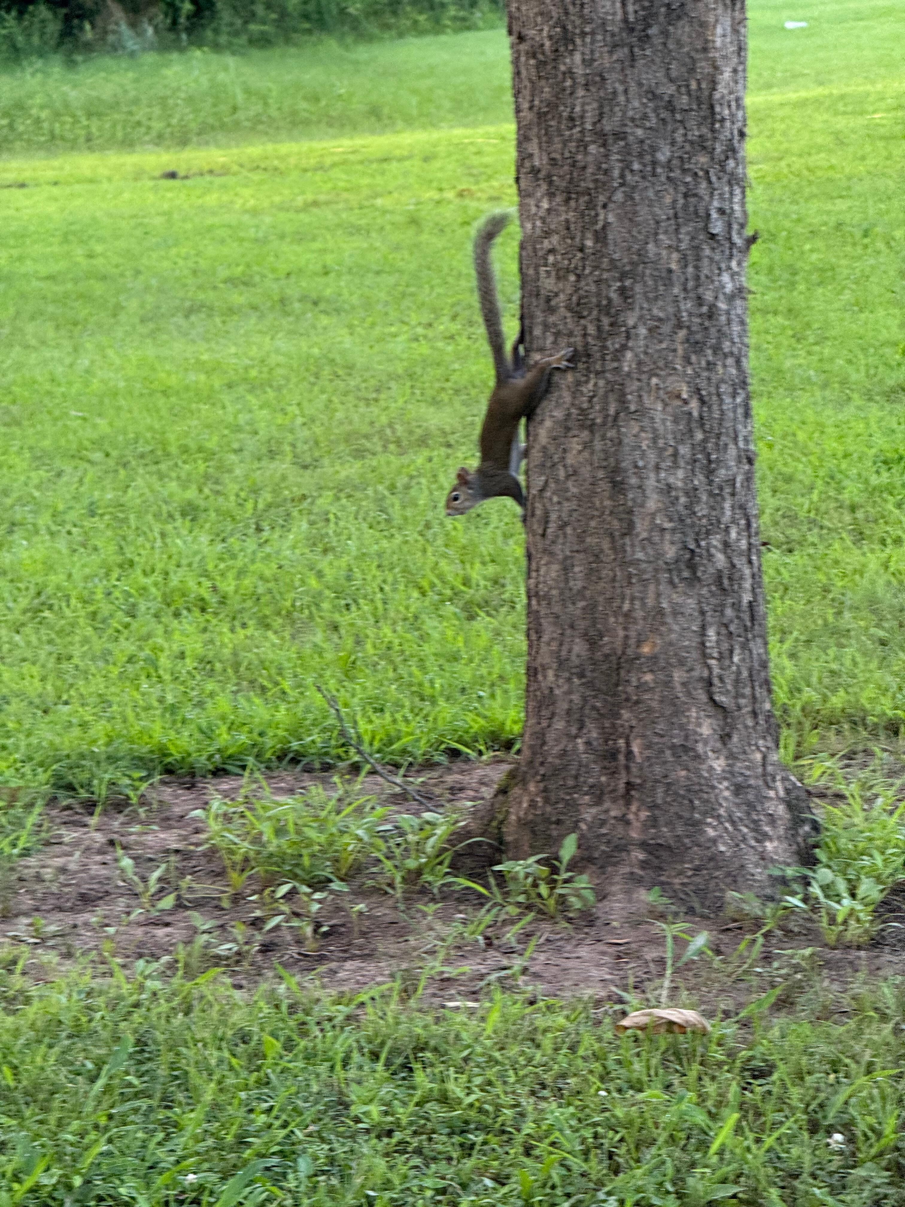 Caught a quick picture of the squirrels playing one morning.