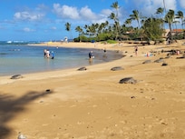 Turtles resting daily @ Poipu Beach.