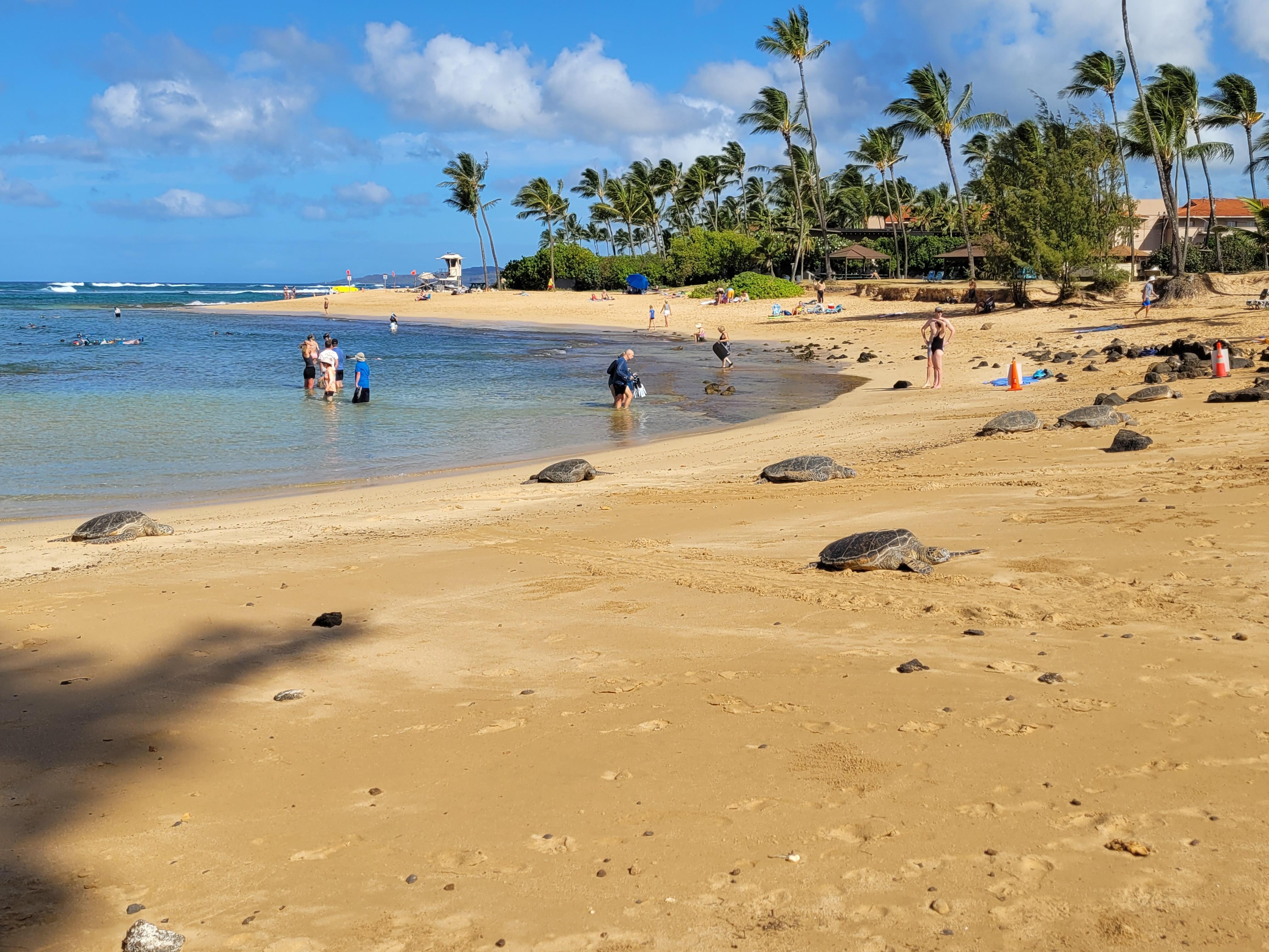Turtles resting daily @ Poipu Beach.