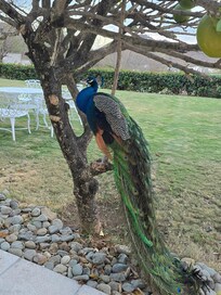 He was just chilling outside my room one morning.