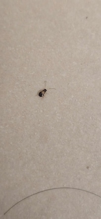 The bug we found