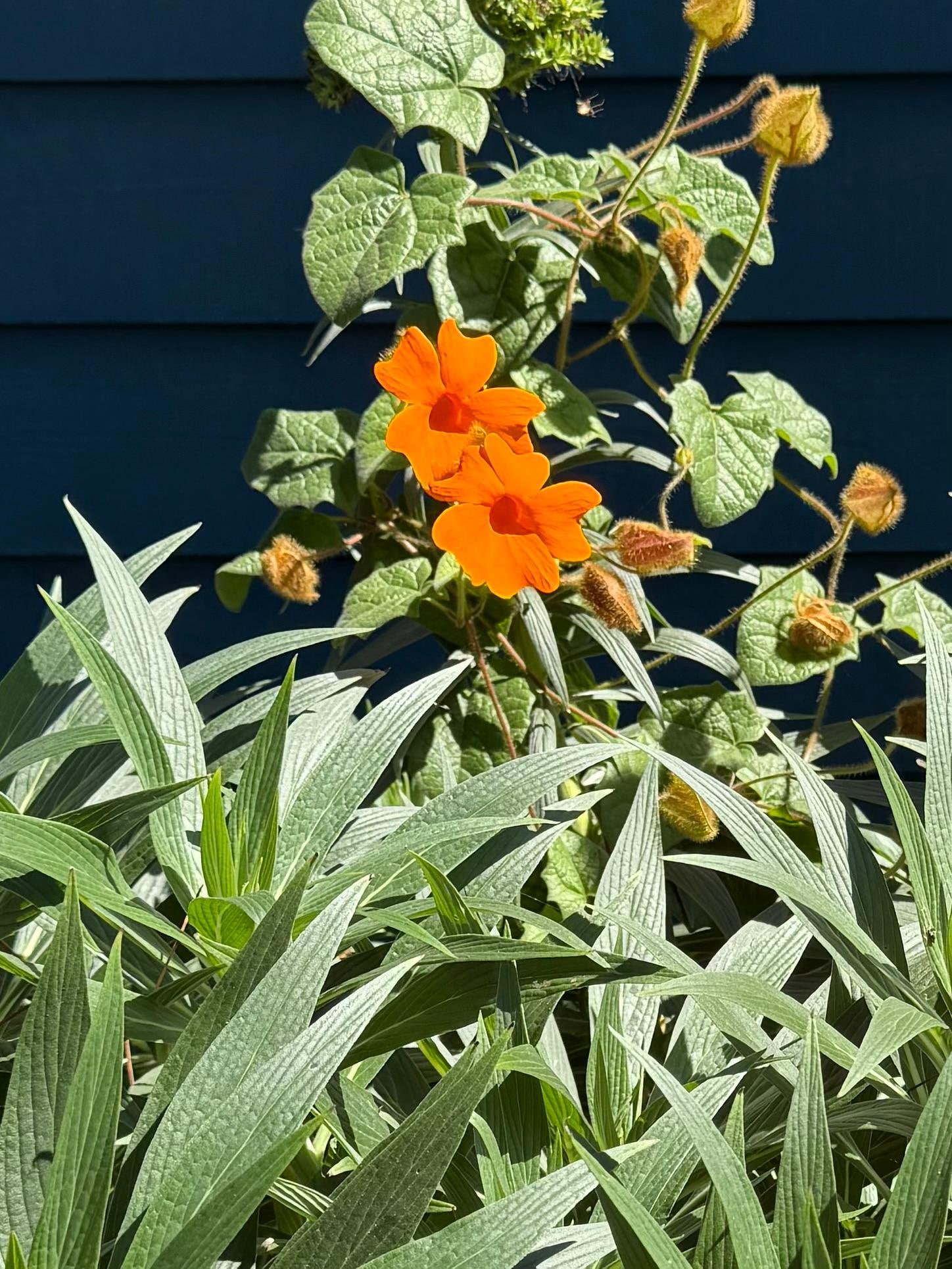 Black-eyed Susan vine in one of the main house gardens