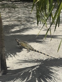 Friendly visitors throughout the island
