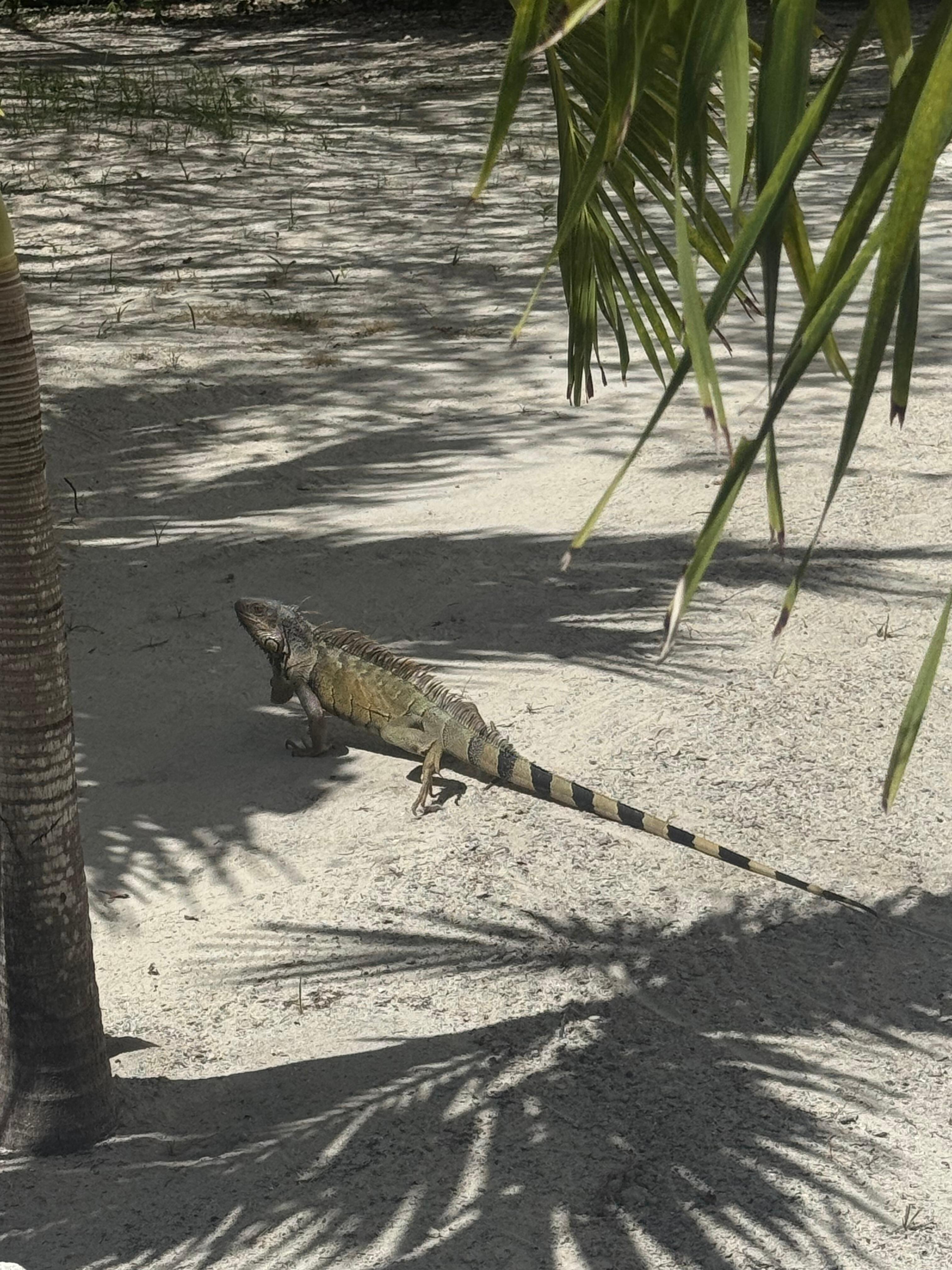 Friendly visitors throughout the island 