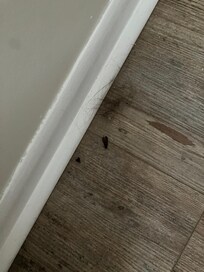 Bedroom roach and hairball.