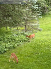 Mama and baby dear in the backyard. Too cute