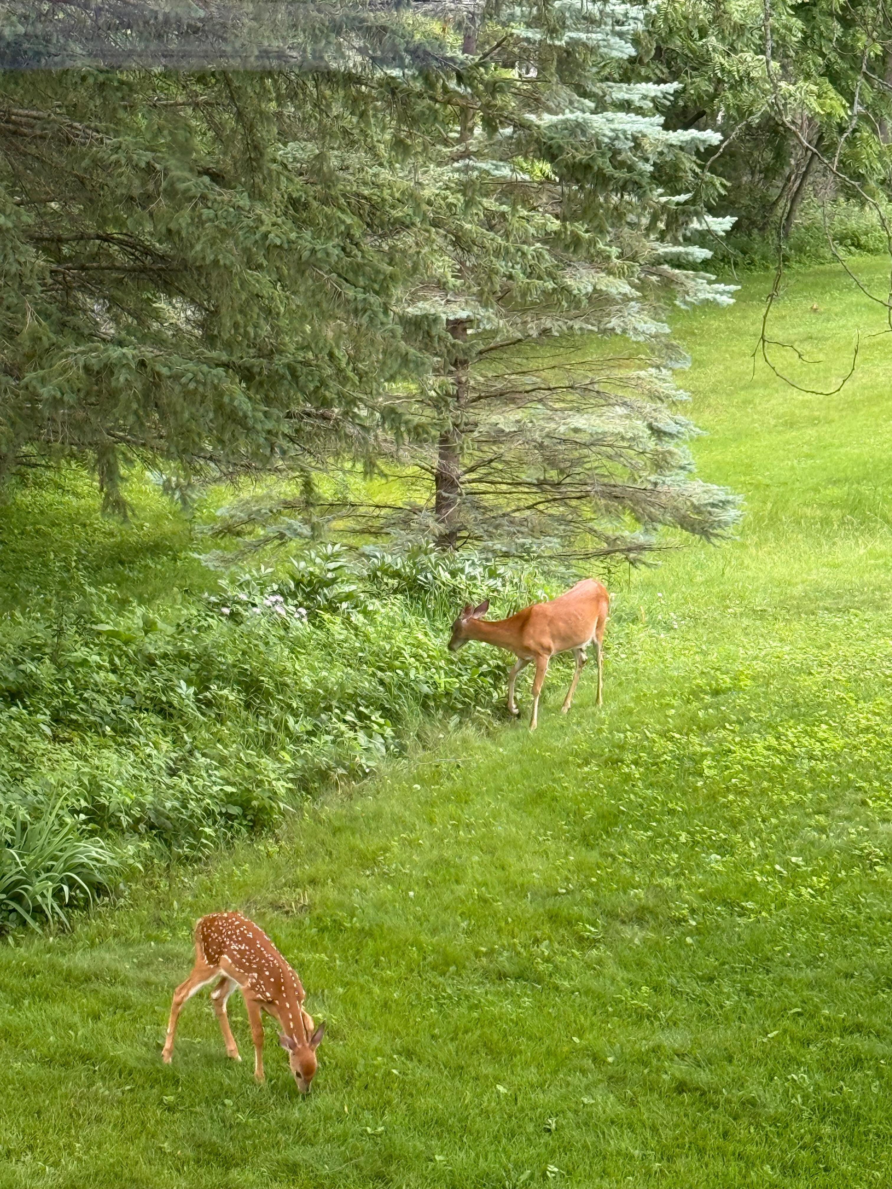 Mama and baby dear in the backyard. Too cute