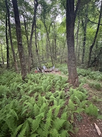 Wild ferns ❤️