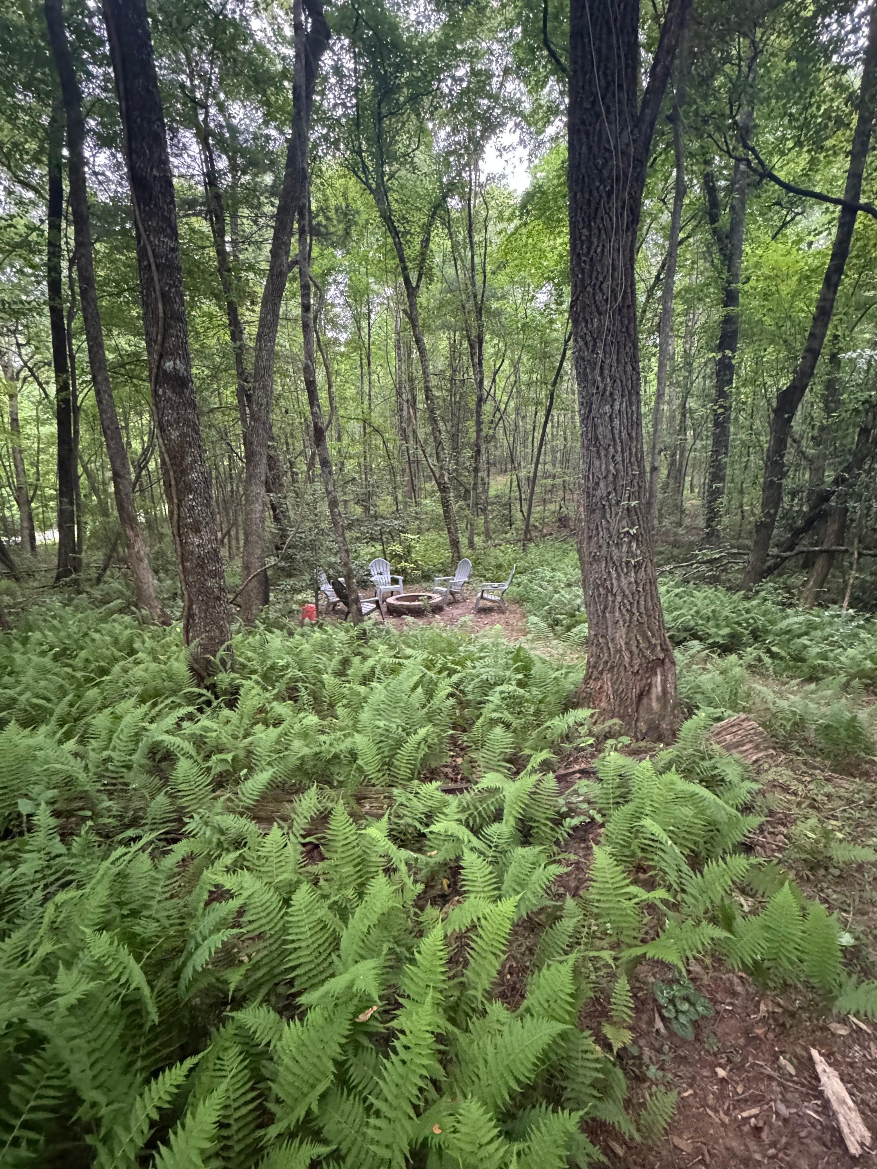 Wild ferns ❤️