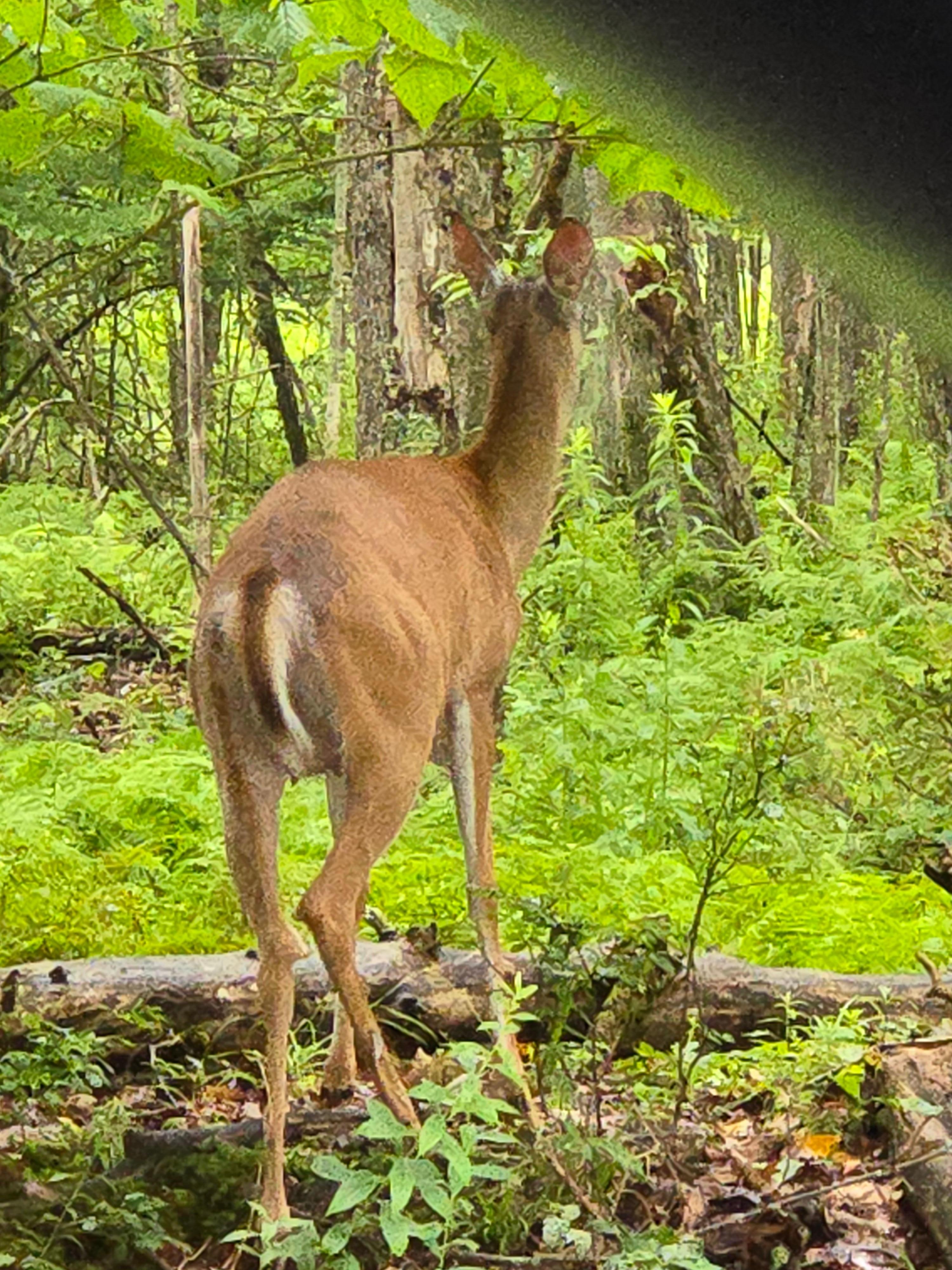 A deer by the road to the home.