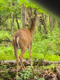 A deer by the road to the home.