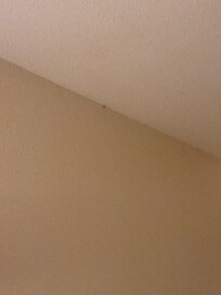 Bugs crawling on walls, cobwebs everywhere
