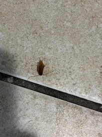 Roach that was in my bed crawling on me and I flicked it off into the floor and smashed it