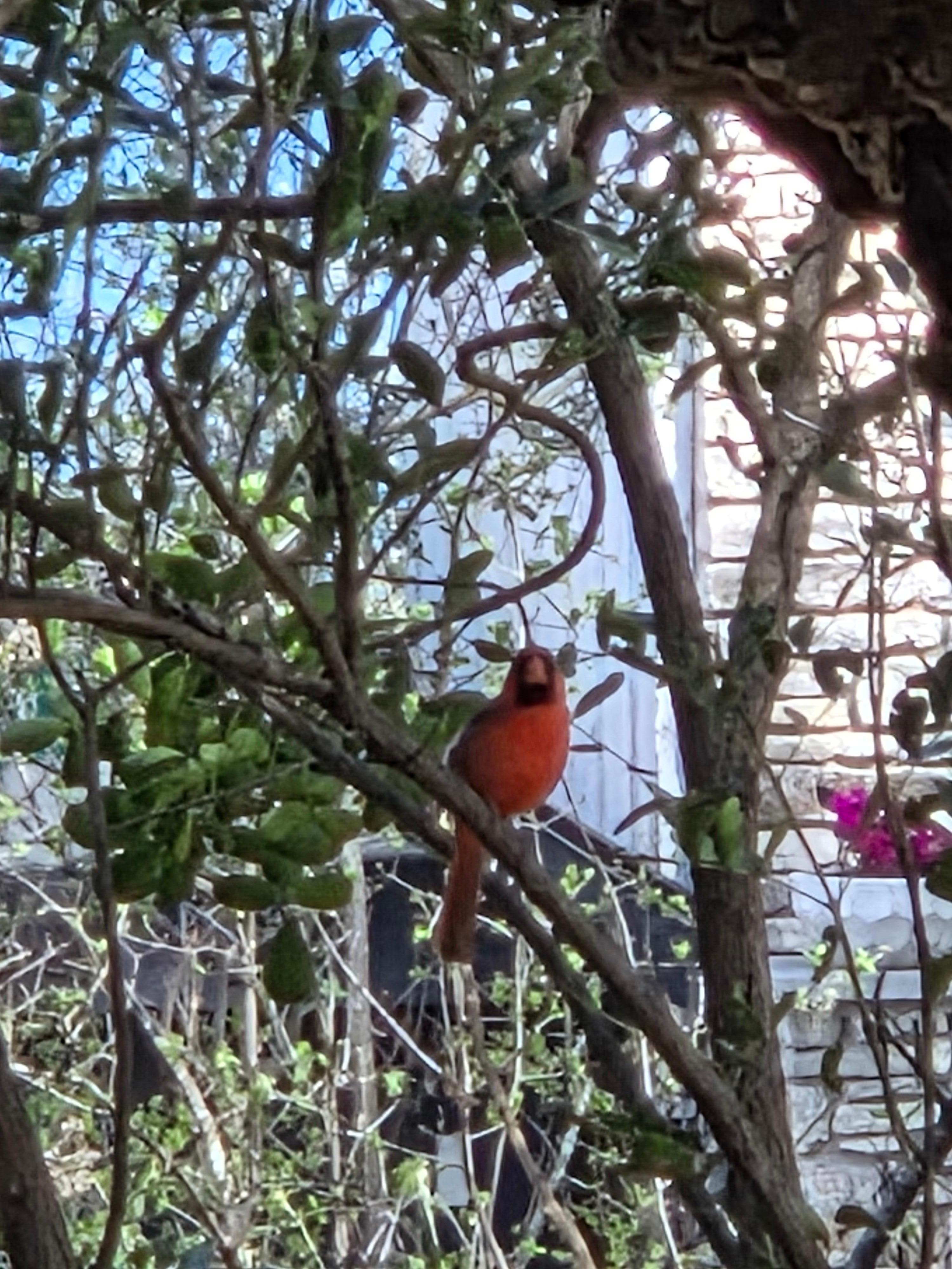 This Beautiful Cardinal visited me twice in one day! 🥰