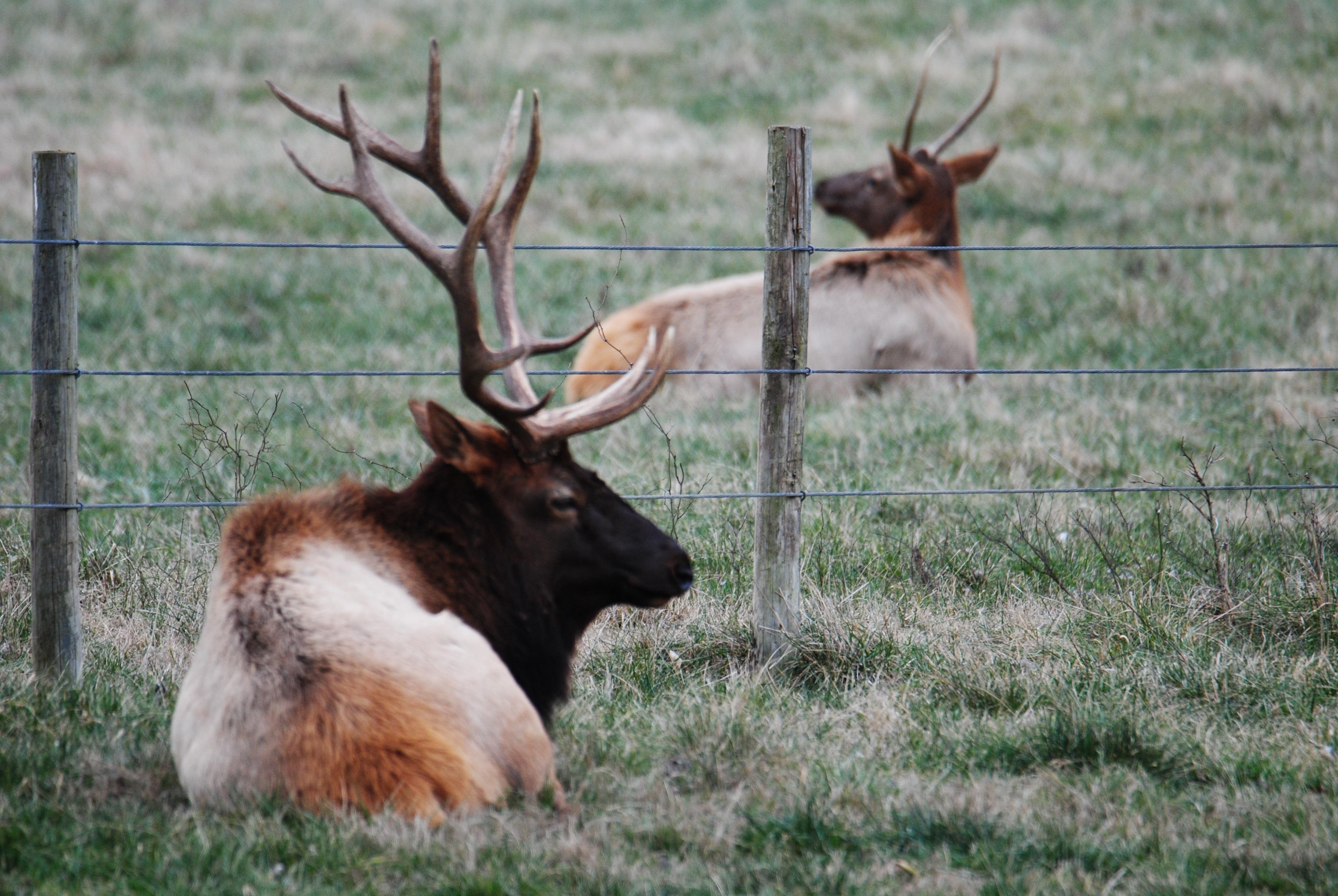 The cabin was peaceful, great place to unwind and enjoy nature.