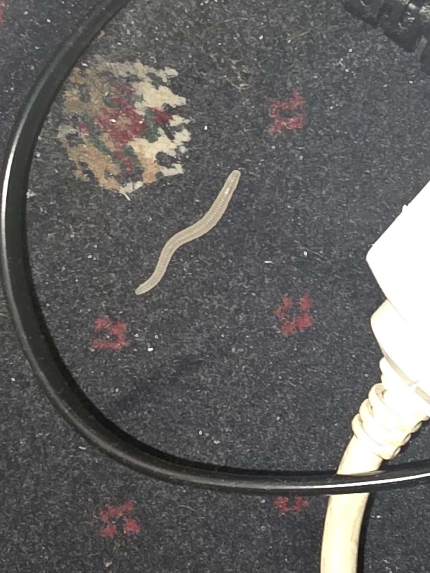 The worm that slept with me