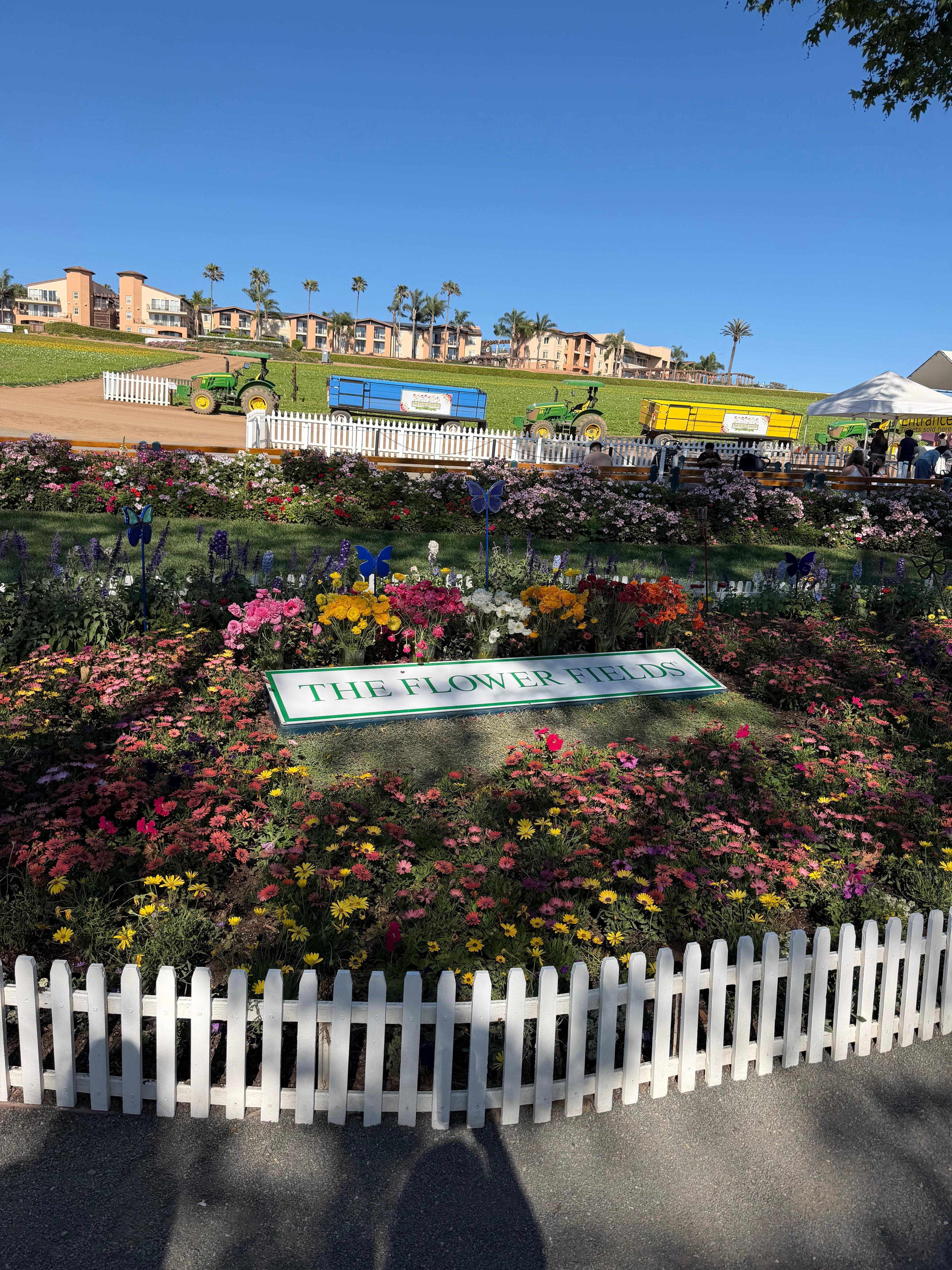 Carlsbad Flower Fields