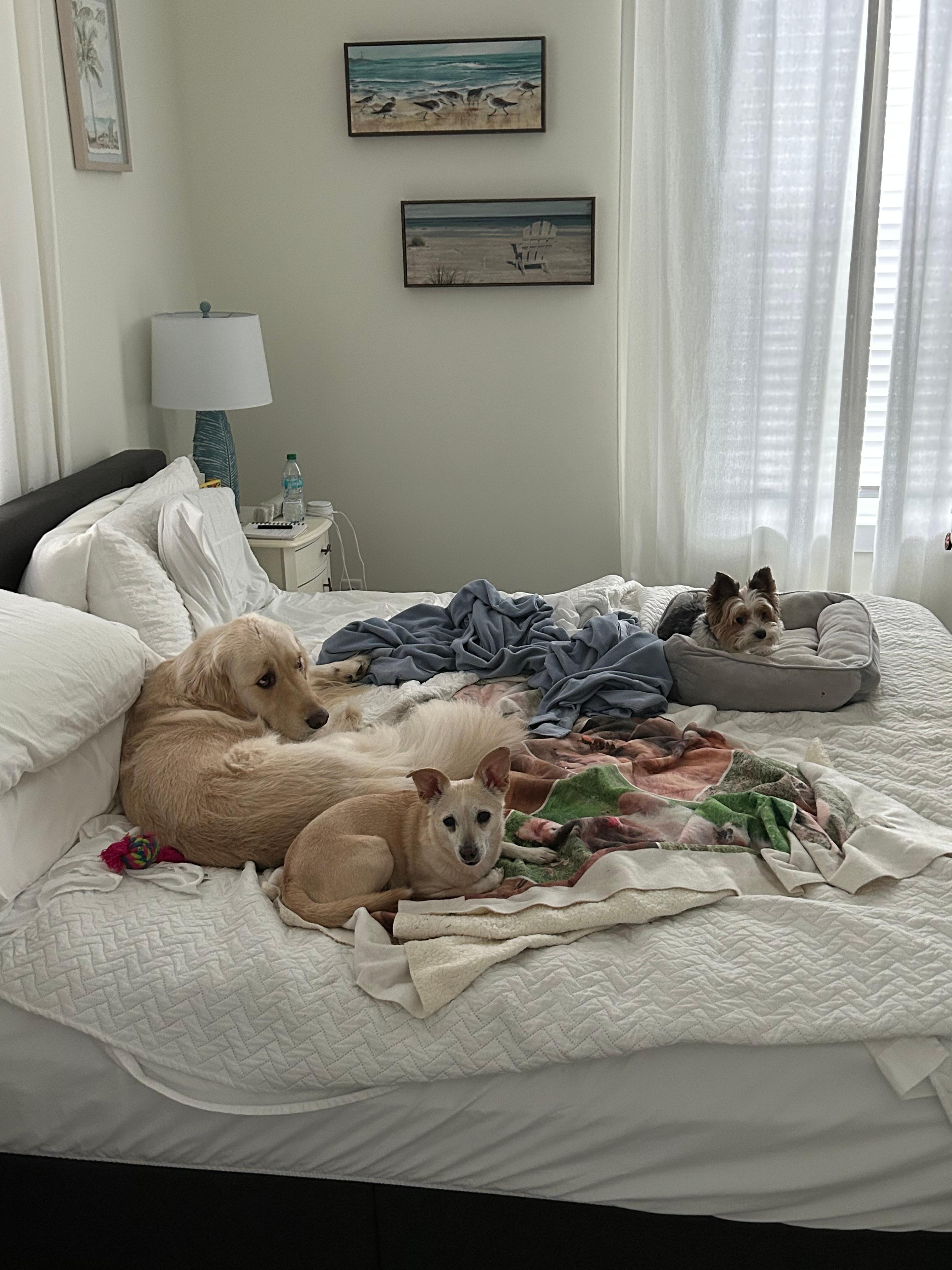 The dogs did let us sleep here at night!