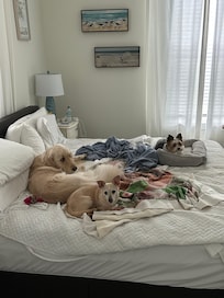 The dogs did let us sleep here at night!