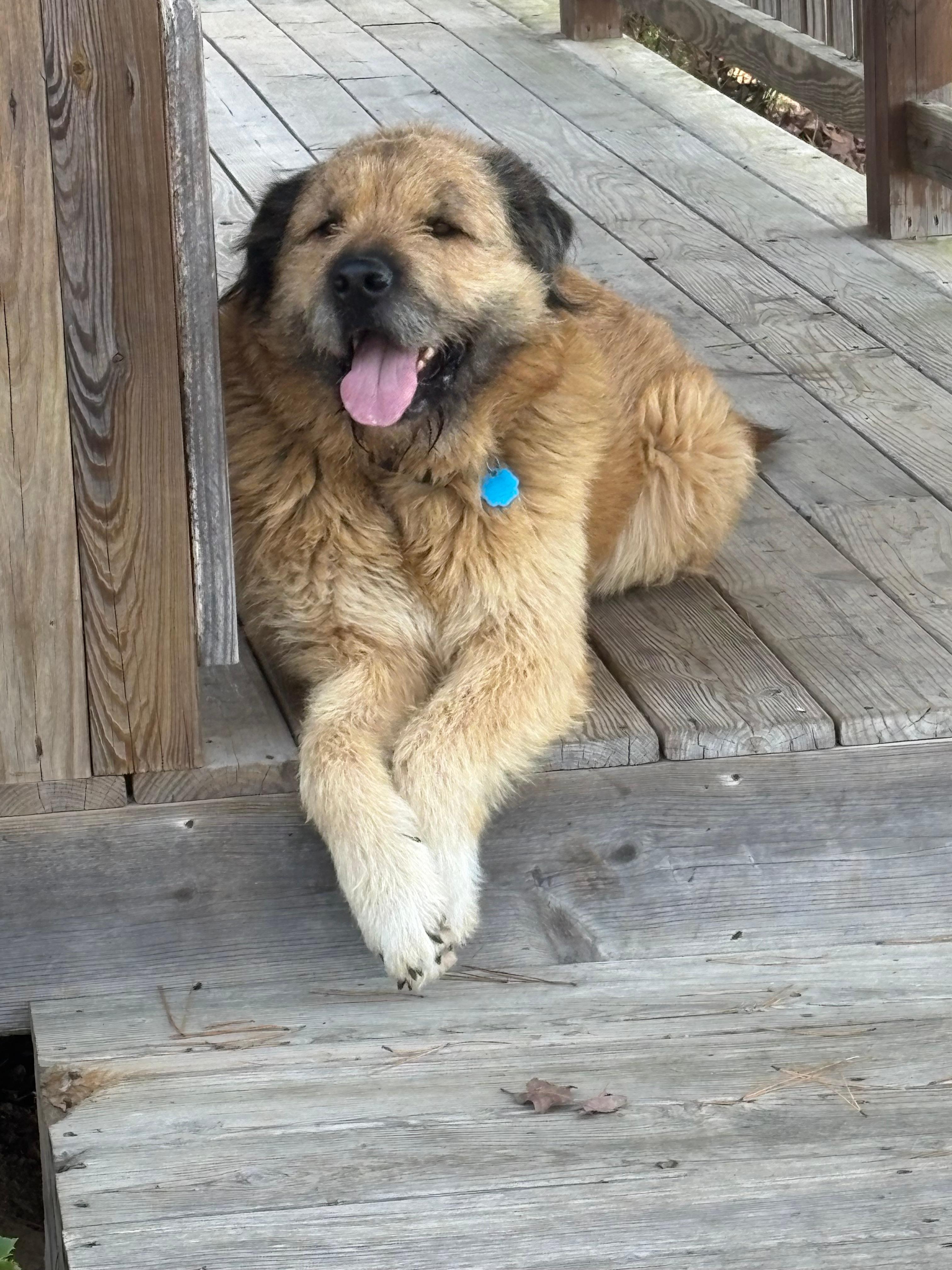 This handsome guy would come visit us. So friendly and we named him Rufus. He is a happy stray and just the absolute sweetest!!!!!!!!