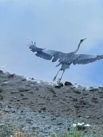 A grey heron going into flight