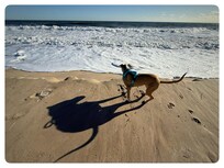 Dewey Beach with a morning dog run.