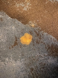 The damaged carpet