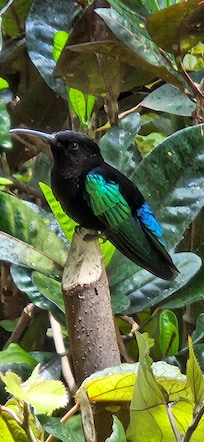 Humming bird from the gardens