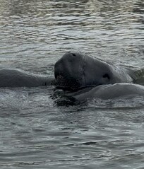 We were able to get up close to the manatees