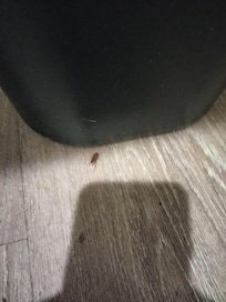 Some roaches crawling around in the bathroom yuck