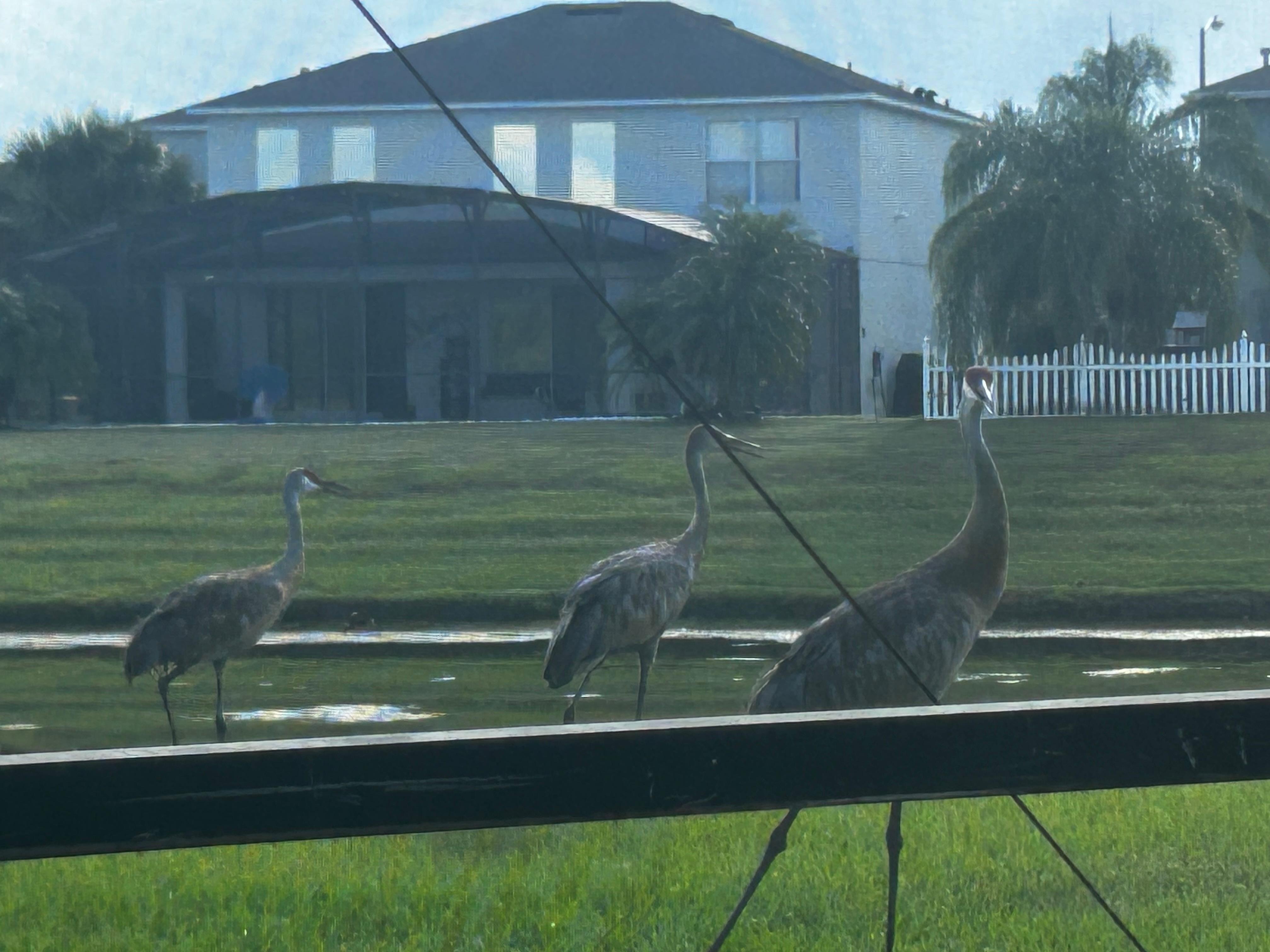 Birds outside screen in Villa pool