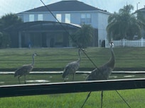 Birds outside screen in Villa pool